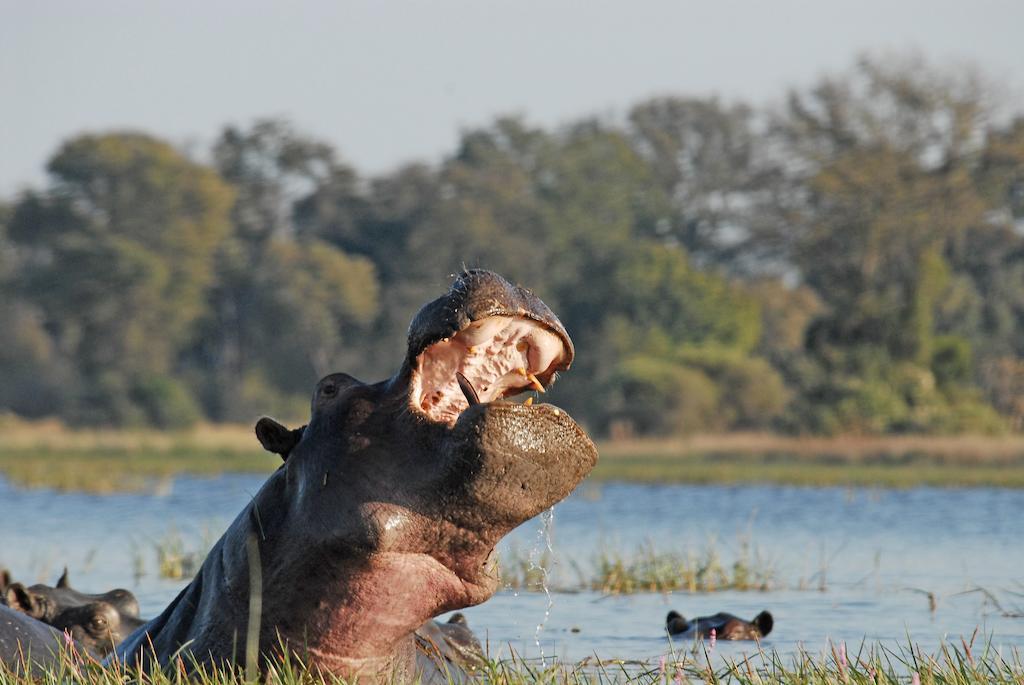 Divava Okavango Resort And Spa Bagani Eksteriør billede