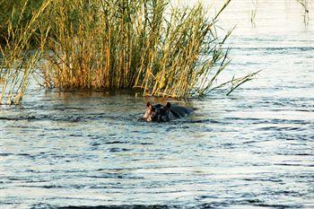 Divava Okavango Resort And Spa Bagani Eksteriør billede